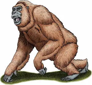 Mammal Artwork Stampe: Gigantopithecus