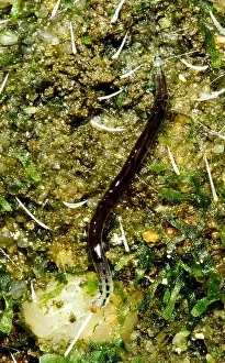 Invertebrate Animals Stampe: Glowworm