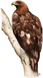 American Wildlife Art Stampe: Golden Eagle
