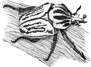 Black And White Insects Stampe: Goliath Beetle