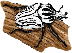 Animal Illustrations Online Stampe: Goliath Beetle