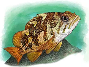 Marine Life Artwork Stampe: Gopher Rockfish
