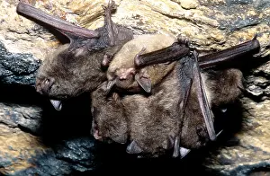 Endangered Mammals Stampe: Gray Bats