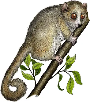 African Wildlife Art Stampe: Gray Mouse Lemur