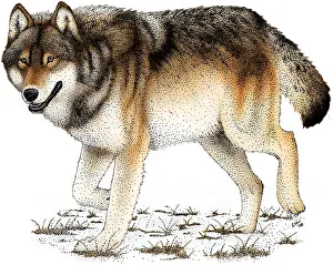 American Wildlife Art Stampe: Gray or Timber Wolf