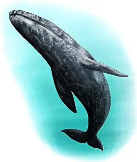 Ocean Wildlife Art Stampe: Gray Whale