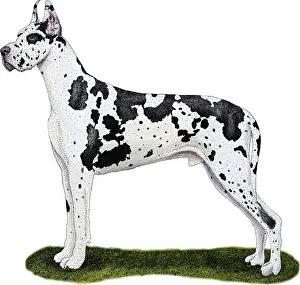 Canis Lupus Familiaris Stampe: Great Dane