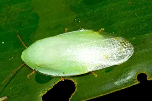 Amazon Rainforest Insects Stampe: Green Cockroach