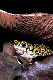 Amphibian Animal Stampe: Green toad