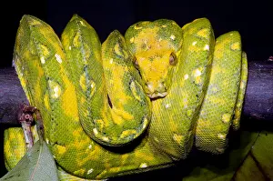Green Tree Python Stampe: Green Tree Python