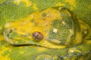 Green Tree Python Stampe: Green Tree Python