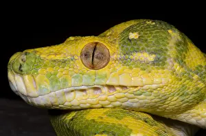 Green Tree Python Stampe: Green Tree Python
