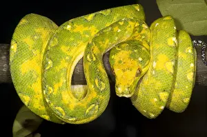 Green Tree Python Stampe: Green Tree Python