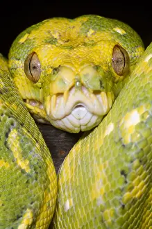 Green Tree Python Stampe: Green Tree Python