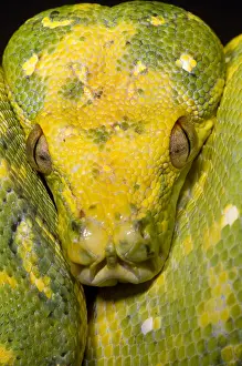 Green Tree Python Stampe: Green Tree Python