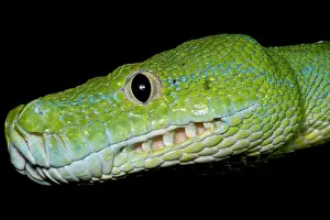 Wildlife Reptiles Stampe: Green Tree Python (Morelia viridis)