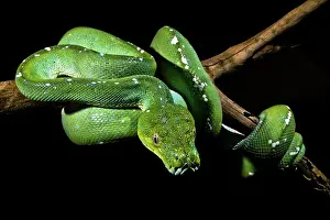 Green Tree Python Stampe: Green Tree Python (Morelia viridis)
