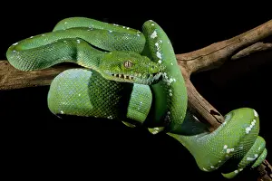 Green Tree Python Stampe: Green Tree Python (Morelia viridis)