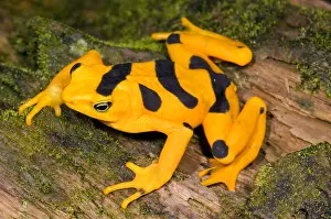 Stampa con cornice : Rana Harlequin