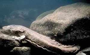 United States Fauna Stampe: Hellbender