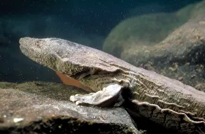 Wildlife Animals In Water Stampe: Hellbender