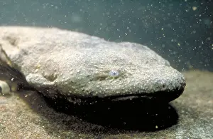 Amphibian Wildlife Images Stampe: Hellbender