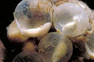 Aquatic Wildlife Images Stampe: Hellbender Eggs