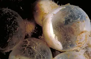 Nature Animal Photos Stampe: Hellbender Eggs