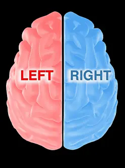 Human Brain Anatomy Stampe: Hemispheres of the Brain