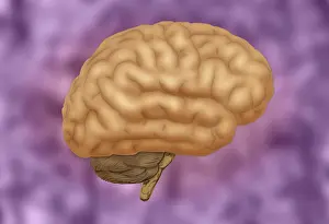 Nervous System Illustrations Stampe: Human Brain