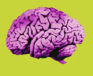 Central Nervous System Diagram Stampe: Human Brain