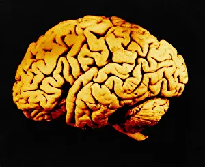 Human Body Systems Stampe: Human Brain