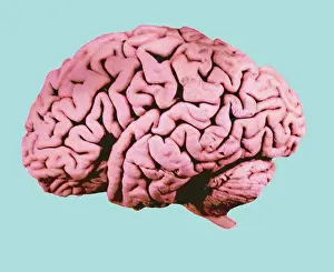 Human Nervous System Diagram Stampe: Human Brain