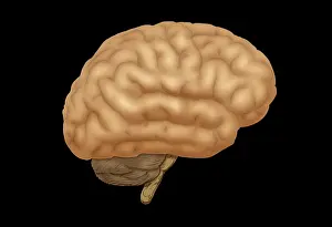 Nervous System Illustrations Stampe: Human Brain