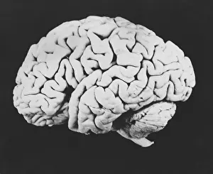 Central Nervous System Diagram Stampe: Human brain