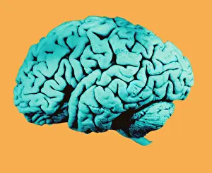 Cerebral Cortex Structure Stampe: Human Brain