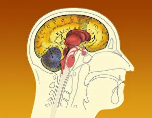 Human Brain Illustration Stampe: Human Brain