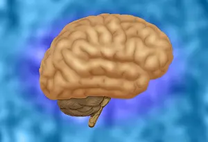 Central Nervous System Diagram Stampe: Human Brain