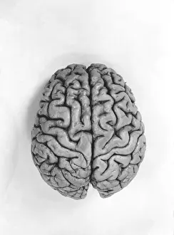 Normal Brain Structure Stampe: Human Brain