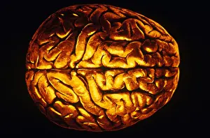 Human Brain Anatomy Stampe: Human Brain
