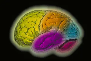 Human Brain Illustration Stampe: Human brain