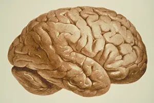 Human Brain Illustration Stampe: Human brain
