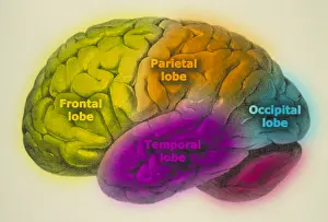 Human Brain Illustration Stampe: Human brain