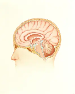 Human Brain Cross Section Stampe: Human brain