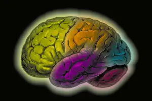 Human Brain Illustration Stampe: Human brain