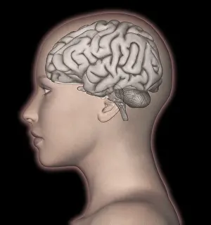 Human Brain Anatomy Stampe: Human Brain