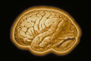 Human Brain Illustration Stampe: Human brain