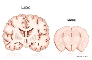 Nervous System Illustrations Stampe: Human and Mouse Brain Comparison