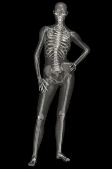 Human Skeleton Illustration Stampe: Human Skeleton