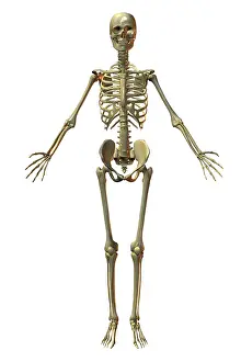 Human Bone Structure Stampe: Human Skeleton